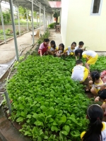 Khối lớp Lá trải nghiệm về qui trình trồng rau sạch